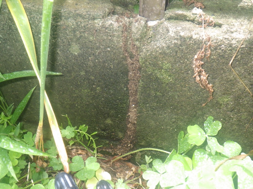 建物外側の基礎表面に見られるシロアリの蟻道